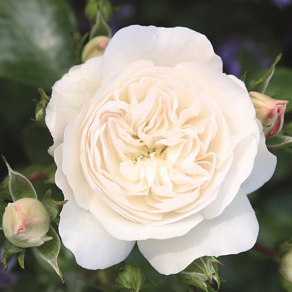 KASTELRUTHER SPATZEN®ROSE